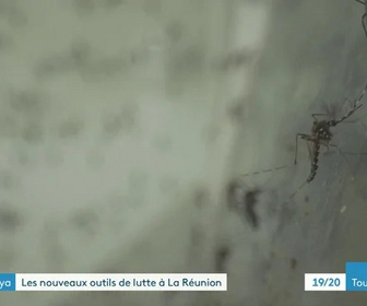 Replay Les dossiers d'ICI - Chikungunya: l'arme de la stérilisation des moustiques
