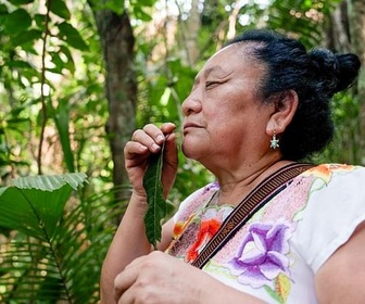 Replay Le Bélize, terre des Mayas