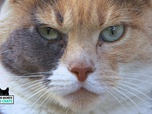 Replay La vie secrete des chats - S1E2 - Petit chaton deviendra grand