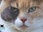 Replay La vie secrète des chats