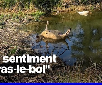 Replay ROBIN DE BFM - Des brebis à nouveau tuées en Gironde, le loup fortement soupçonné