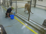 Replay Au cœur du zoo de New York - S4E10 - Que vous avez de grandes dents !