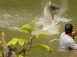 Replay Pêche XXL - Les dinosaures de l'Amazonie
