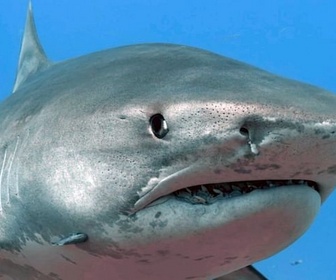 Replay À l'affût des vibrations - Sensations animales