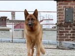 Replay Rex, chien flic - Sur les toits de Vienne