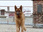 Replay Rex, chien flic