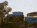 Replay Argentine, à la recherche du paradis - Les maîtres des abeilles