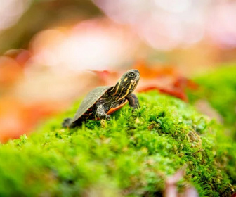 Replay Un refuge à tout prix