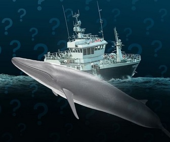 Replay Pourquoi l'Islande continue de chasser la baleine ?