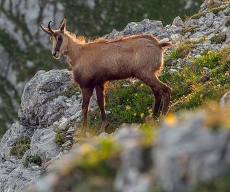 Replay Le massif Mort - Au cœur des Préalpes autrichiennes