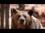 Replay Les animaux sauvages de plus en plus nombreux en Grèce : la peur gagne certains villages