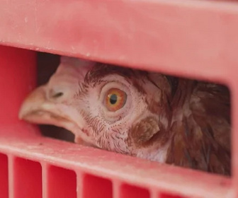 Replay Les dossiers d'ICI - 10/02/2026