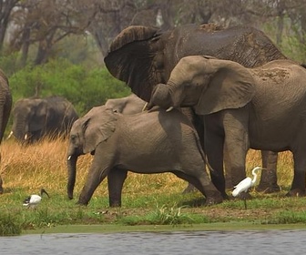 Replay Botswana - Invitation au voyage