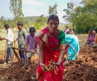 Replay Curcuma, une épice en or - GEO Reportage