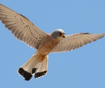 Replay Grèce, le royaume des rapaces