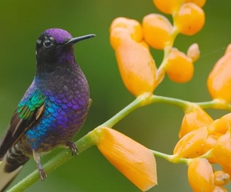 Replay Des hautes Andes aux îles Galapagos - L'Équateur, au sommet de la biodiversité