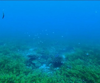 Replay Élément Terre, la quotidienne - Poumon de l'océan, l'herbier marin de Saya de Malha en danger