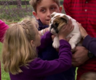 Replay Too cute (Trop mignon) - Bouledogues et chiens croisés de refuge