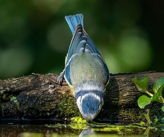 Replay 28 minutes - Canicules : la biodiversité étouffe