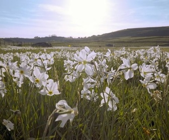 Replay Des prés et des champs - Les secrets des fleurs sauvages