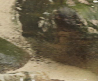 Replay Au cœur du zoo de New York - S3E7 - Un phacochère nommé Peaches