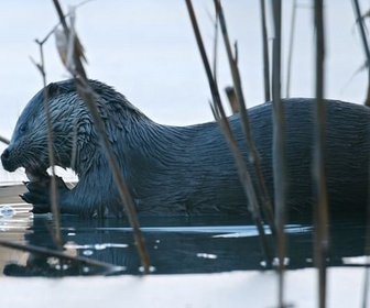 Replay La réserve de Kopacki Rit - Au coeur de l'Amazonie européenne