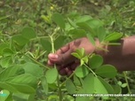 Replay Positive Outre-mer - Maybiotech : les plantes dans mon assiette