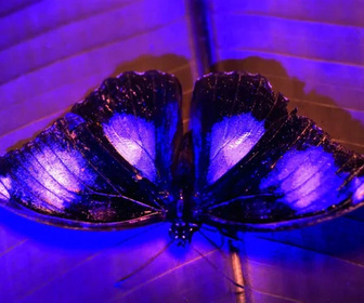 Replay Les couleurs de la nature - 20/07/2026