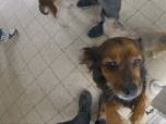 Replay Chiens et chats sans collier - Petites pattes, grands remous