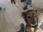 Replay Chiens et chats sans collier