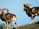 Replay Le mouflon - Les animaux sauvages d'Europe