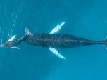 Replay Les sauveteurs de baleines - ARTE Regards