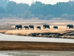 Replay Zambie, la vallée émeraude de la Luangwa - Les derniers paradis sauvages