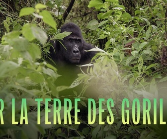 Replay Sur la terre des gorilles