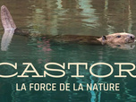 Replay Castor, la force de la nature