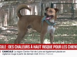 Replay BFM Première - Canicule: avec les fortes chaleurs, les chiens souffrent de coup de chaud