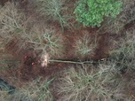 Replay Urgence climatique : un défi mondial - Les forêts en péril