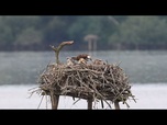 Replay Marais d'Orx : une zone humide riche en histoire, en nature et en rapaces