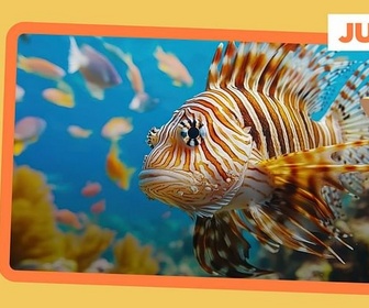 Replay Le poisson lion s'installe en Méditerranée - ARTE Journal Junior de jeudi