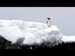 Replay Antarctique : le réchauffement des mers menace les écosystèmes, selon des scientifiques