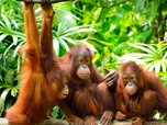 Replay Primates, la force du clan - 13/05/2026