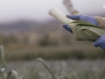 Replay Paysans du monde - Californie : Full belly farm