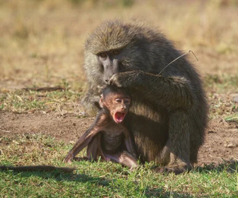 Replay Serengeti - 28/03/2026