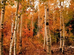 Replay Bel & Bien ensemble - Pourquoi les arbres ont encore tant à nous apprendre ?
