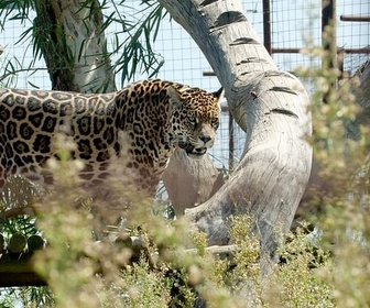 Replay Argentine : le retour du jaguar - 360° Géo