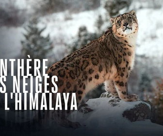 Replay Panthère des neiges de l'Himalaya - 08/10/2025