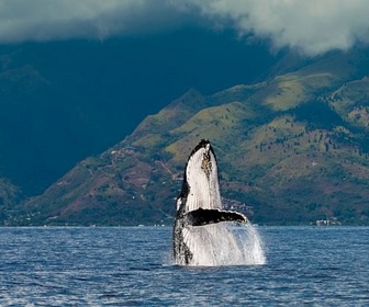 Replay 28 minutes - Le Pacte des baleines