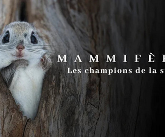 Replay Mammifères - 05/12/2025