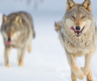 Replay Le loup, un vagabond sans frontière
