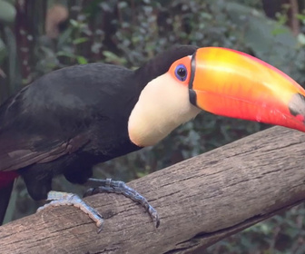Replay Les chefs d'oeuvre de la nature - S1E2 - Parc national d'Iguazu, Brésil